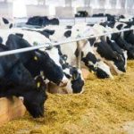 Jesús de la Iglesia